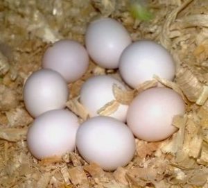 Hyacinth Macaw Eggs